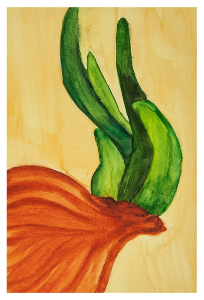 Onion Sprouts Study by Marcia J Popp