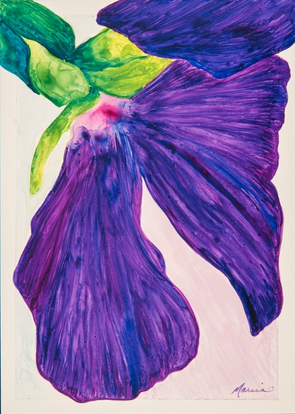Weeping Pansy by Marcia J Popp