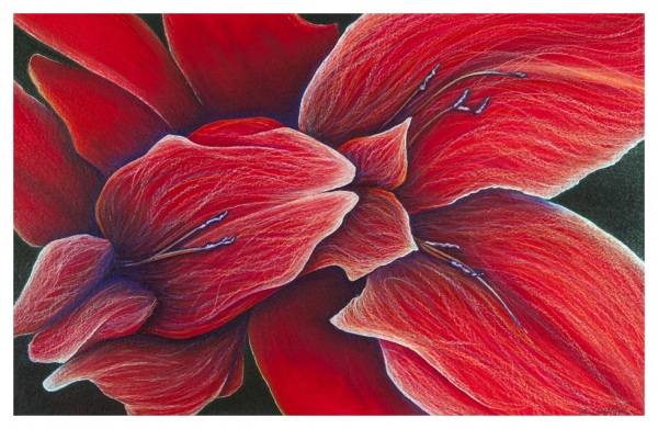 Arching Gladiolas by Marcia J Popp