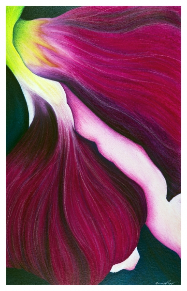 Viola by Marcia J Popp