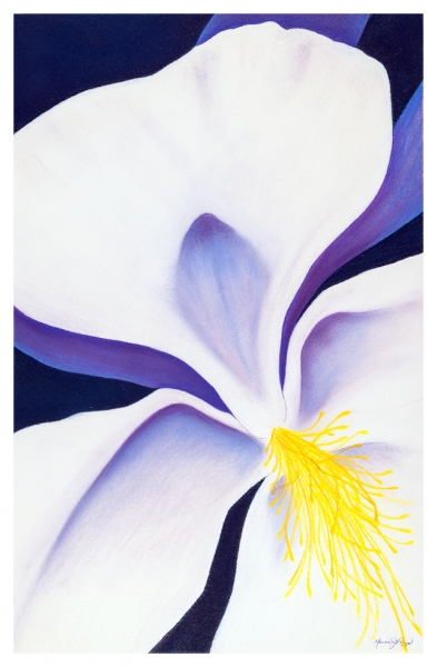 Columbine by Marcia J Popp