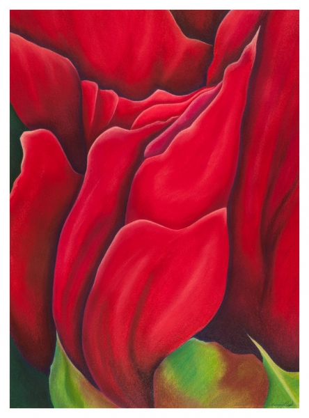 Desert Red Blossom by Marcia J Popp