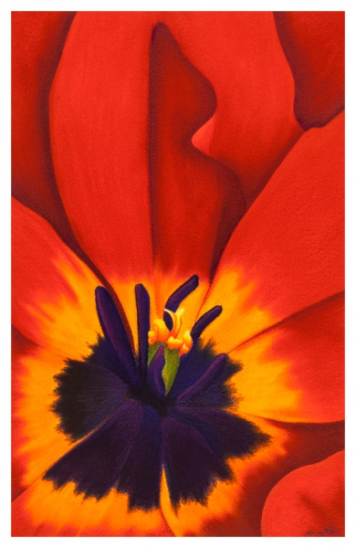Black-Eyed Scarlet by Marcia J Popp