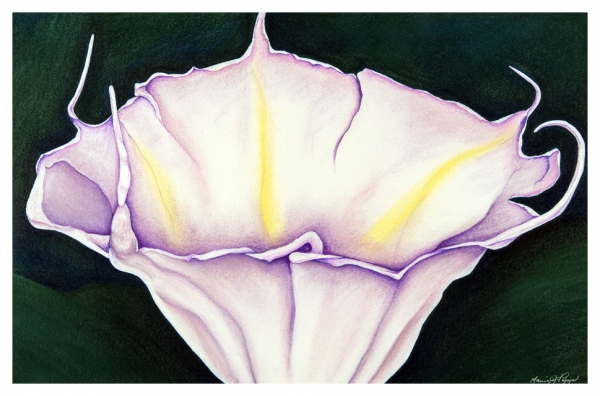 Datura by Marcia J Popp