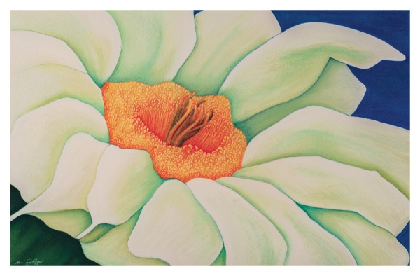 Saguaro Blossom by Marcia J Popp