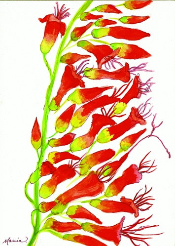 Ocotillo by Marcia J Popp