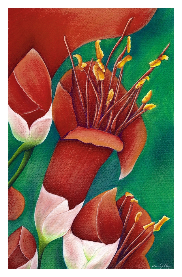 Fire Flower by Marcia J Popp