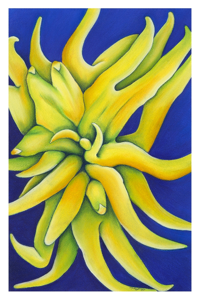 Buddha's Hand by Marcia J Popp