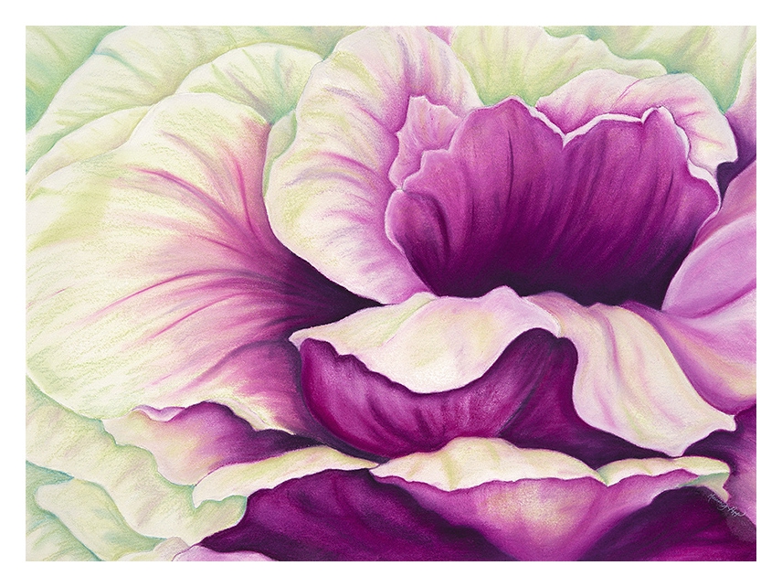 Magenta Brassica by Marcia J Popp