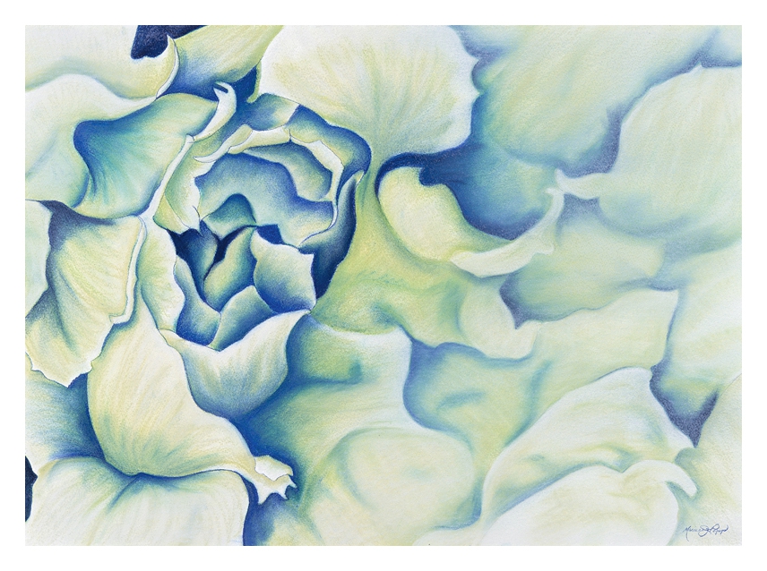 Brassica Blue by Marcia J Popp