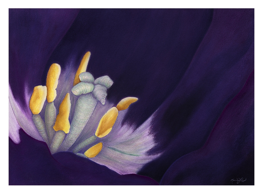 Illumination by Marcia J Popp