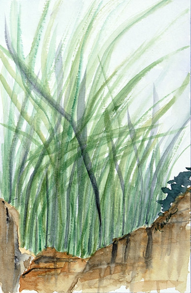 Reeds by Marcia J Popp