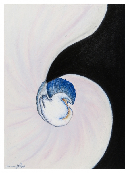 Nautilus III by Marcia J Popp