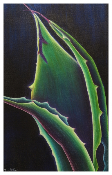 Green Agave by Marcia J Popp