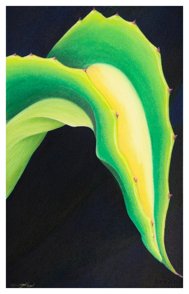 Variegated Agave by Marcia J Popp