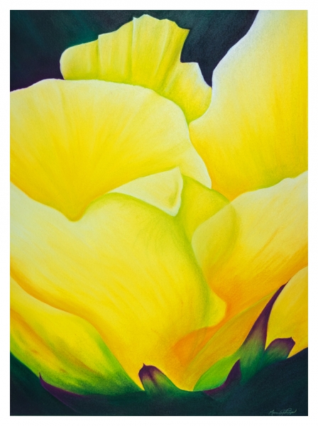 Desert Bloom by Marcia J Popp