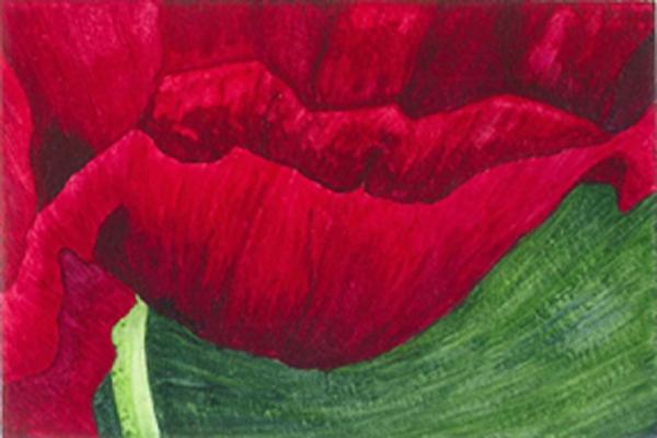 Ruby Poppy by Marcia J Popp