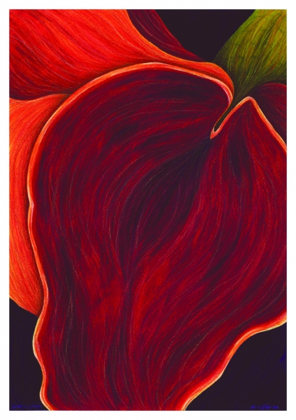 Astral Coneflower by Marcia J Popp