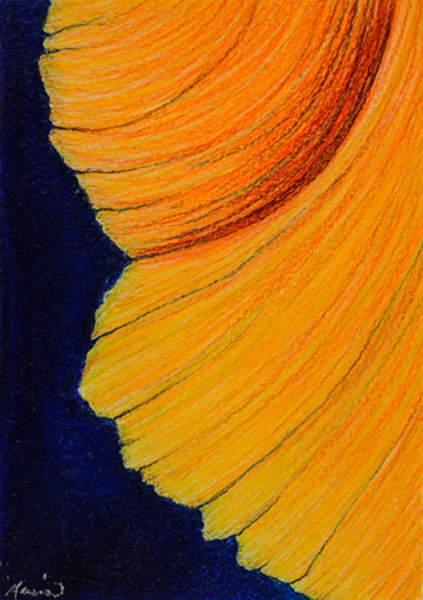 Study for Caliifornia Poppy by Marcia J Popp